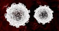 Two corona virus cells simple model in bloodstream isolated, COVID-19 disease, coronavirus outbreak pair of viral cells