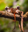 Two Cotton Top Tamarin, saguinus oedipus, sitting on a branch
