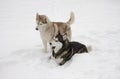 Two couple husky snow winter beautiful proud animal wild dog wolf snow great