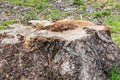 Two couple of sparrows sit on the stump of the old tree