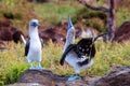 Two courting blue footed Boobies Royalty Free Stock Photo
