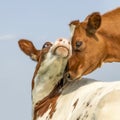 Two cow calves tender love, red and white portrait, lovingly together, playfully cuddling Royalty Free Stock Photo