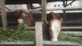 two cow eat grass at the qurban animal trade