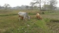 Two cow are grazing with a nice climate .