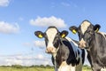 Two cow heads happy portrait, two cows together, black and white and copy space Royalty Free Stock Photo