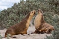 Two cow seals digesting in seal bay kangaroo island south australia on may 9th 2021 Royalty Free Stock Photo