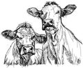 Two cows Royalty Free Stock Photo