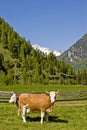 Two cows on a mountain meadow Royalty Free Stock Photo
