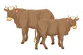 Two cows animals cartoons isolated