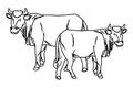 Two cows animals cartoons isolated in black and white