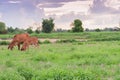 Two cows, baby, eating grass in the fields Royalty Free Stock Photo