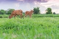 Two cows, baby, eating grass in the fields Royalty Free Stock Photo