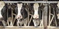 Two cows in barn, peeking through bars of a fence in a stable Royalty Free Stock Photo