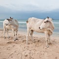 Two cows on beach Royalty Free Stock Photo
