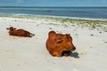 Two cows on the beach Royalty Free Stock Photo
