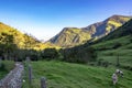 Cows in Cocora Valley