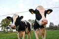 Two cows behind electronic fence Royalty Free Stock Photo