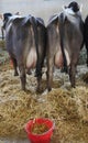 Two cows with big breasts full of milk inside the barn of the fa Royalty Free Stock Photo
