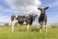 Two cows black and white, standing full length, in the Netherlands, friesian holstein in a green field and a blue sky Royalty Free Stock Photo