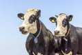 Two cows blister head, cow breed known as Groninger Blaarkop,m, eye patches fleckvieh, black and white and blue Royalty Free Stock Photo