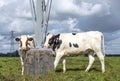 Two cows at the bottom of an electricity pole on a cloudy day in a green pasture Royalty Free Stock Photo