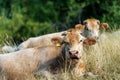 Dairy cows relaxing in the dry grass - Italian Alps Royalty Free Stock Photo