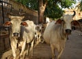 Two cows and calf looking at the camera