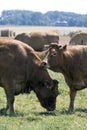 Two cows close up kissing Royalty Free Stock Photo