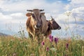 Two cows closeup graze on a summer grass meadow Royalty Free Stock Photo