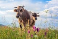 Two cows closeup graze on a summer grass meadow on the sunset Royalty Free Stock Photo