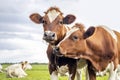 Two cows, couple heads together looking, red and white, in front view under a cloudy sky Royalty Free Stock Photo