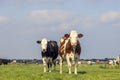 Two cows, couple looking at camera, multi color black and red, in a green field under a blue sky and horizon over land Royalty Free Stock Photo