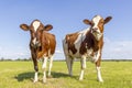 Two cows, couple looking curious red and white, in a green field under a blue sky and horizon over land Royalty Free Stock Photo