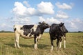 Two cows. Cow comforts another cow by licking her in a pasture under a blue sky and a straight horizon Royalty Free Stock Photo