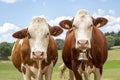Two cows with a cowbell next to each other, medium shot, standing friendly and patient Royalty Free Stock Photo