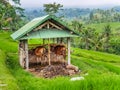 Two cows in a cowshed on rice terraces Jatiluwih Royalty Free Stock Photo