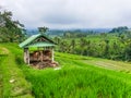 Two cows in a cowshed on rice terraces Jatiluwih Royalty Free Stock Photo