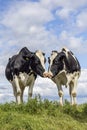 Two cows cuddling in a field under a blue sky, kissing heads, copy space in landscape Royalty Free Stock Photo