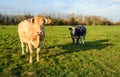 Two cows curiously looking at the photographer