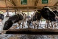 Two cows in dairy farm and a man is milking a cow. Royalty Free Stock Photo