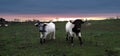 Two cows, in the darkness of the sunset, keep an eye on the photographer Royalty Free Stock Photo