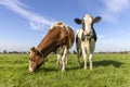 Two cows with diversity multi color, a cow grazing and one standing head up, black red and white livestock with blue sky Royalty Free Stock Photo