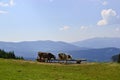 Two cows drink water on the green meadow Royalty Free Stock Photo