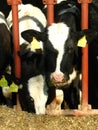 Two cows eating fodder Royalty Free Stock Photo