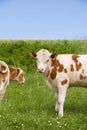 Two cows eating grass