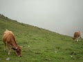 Cows eating pasture Royalty Free Stock Photo