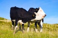 Two cows in a farm field Royalty Free Stock Photo