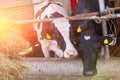 Two cows in the farm Royalty Free Stock Photo