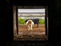 Two cows on farm yard view from inside the stone barn Royalty Free Stock Photo