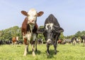 Two cows in a field, bicolored red and black with white, front view standing, full length milk cattle Royalty Free Stock Photo